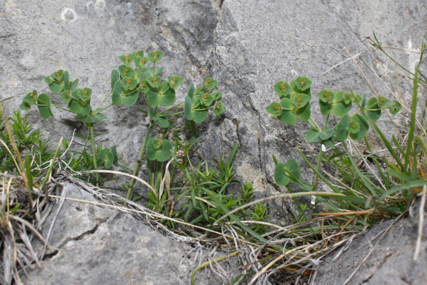 Euphorbia vallinoana (=valliniana) / Euforbia di vallino